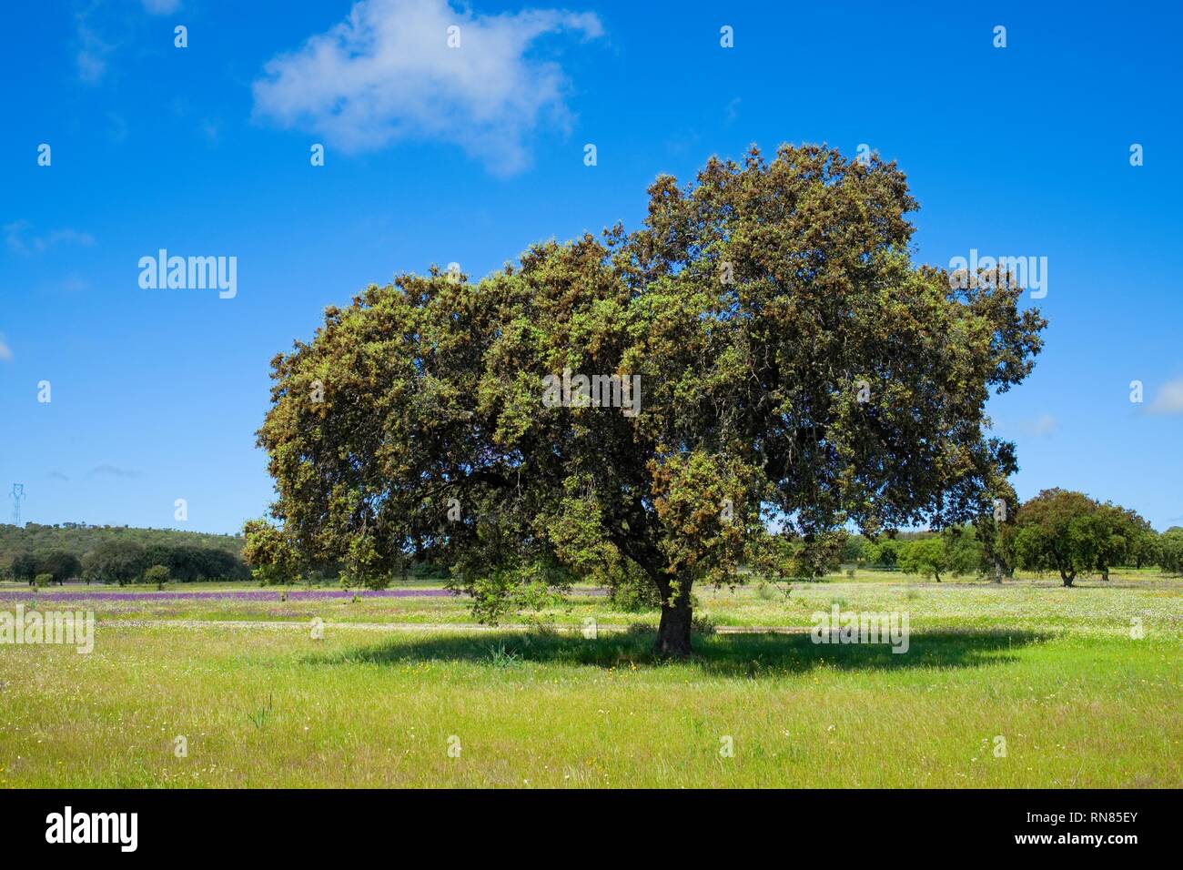 Cork Oak tree (Quercus suber) nel sole di mattina, Estremadura, Spagna, Europa Foto Stock