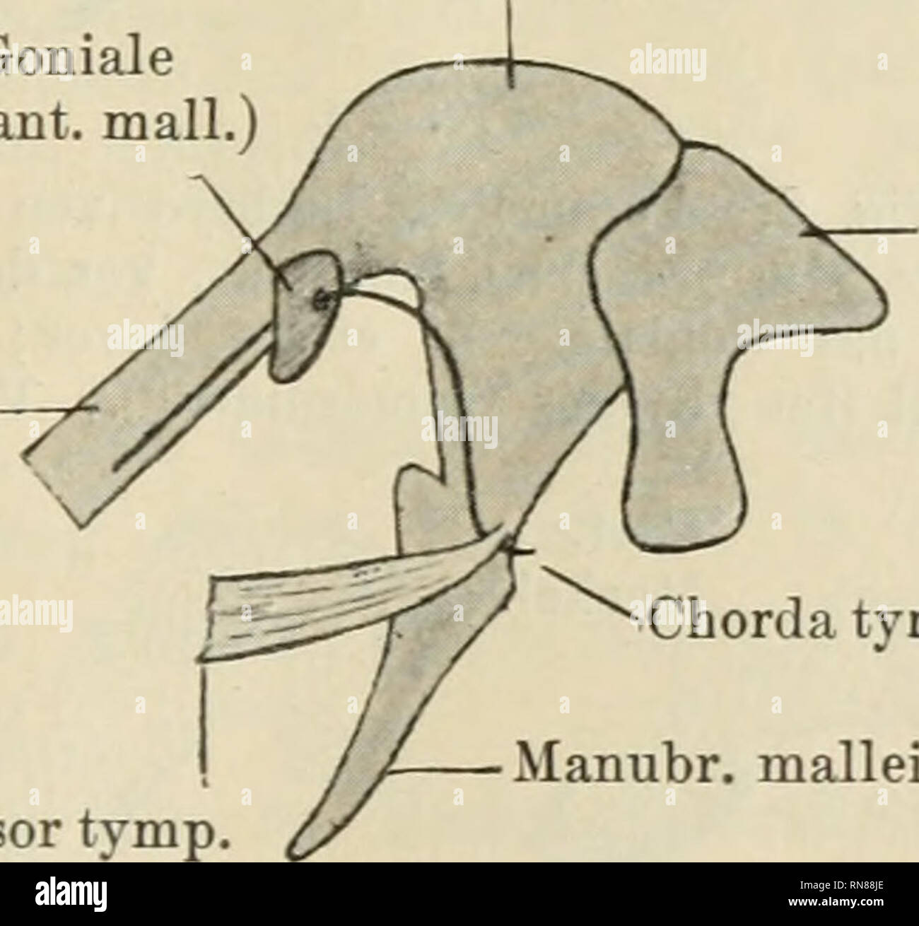 . Anatomischer Anzeiger. Anatomia, comparativo, Anatomia, comparativo. 99 Knochen bei Echidna (Gaupp; 1908, Fig. 21 auf TAF. 73 und Fig. 37 auf TAF. 75), auch beim Kaninchen dehnt er sich vom ventralen Umfang des Knorpels an den medialen aus (Voit, 1909, Fig. 9 auf TAF. 7, die natürlich eine- mediale, nicht, wie versehentlich in der Figurenerklärung gesagt ist eine Lateralansicht darstellt); wesentlich ventrale di liegt er beim Menschen (Broman, bassa) sowie bei der Katze (Fuchs, 1909); bei Marsupialiern dehnt er sich an den medialen, ventralen und essere- sonders stark an den lateralen Umfang des Knorpel Foto Stock