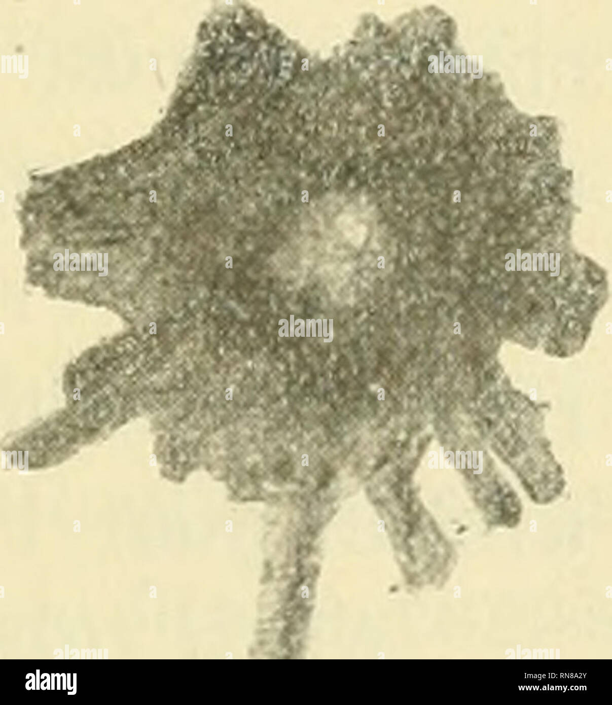 . Anatomischer Anzeiger. Anatomia, comparativo, Anatomia, comparativo. 261 phile, dans laquelle su distingue quelquefois onu r6seaii ou des granu- relazioni de natura nucleinienne. II est encore interessante de constater dans les noyaux au repos, que les trabecules du r^seau s'irradient de la partie periferica^rique du nucleole. Quand cette partie est granuleuse, il senible que de chaque granulo parte une trabecule i)lus volumineuse qui s'enfonce dans le re- seau (fig. 1 et 2). Apres avoir osservare le nucl6ole dans le noyau au repos, observons- le ä la prophase. Nous passons sous silence la descrizione de Foto Stock