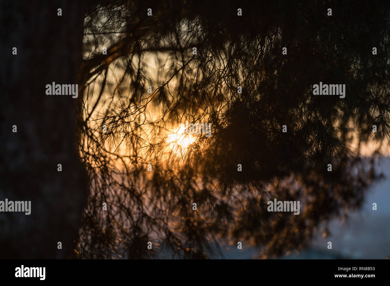 L'ultima luce del sole al tramonto visto attraverso la spinosa delle foglie di un albero di pino a Medellin Foto Stock