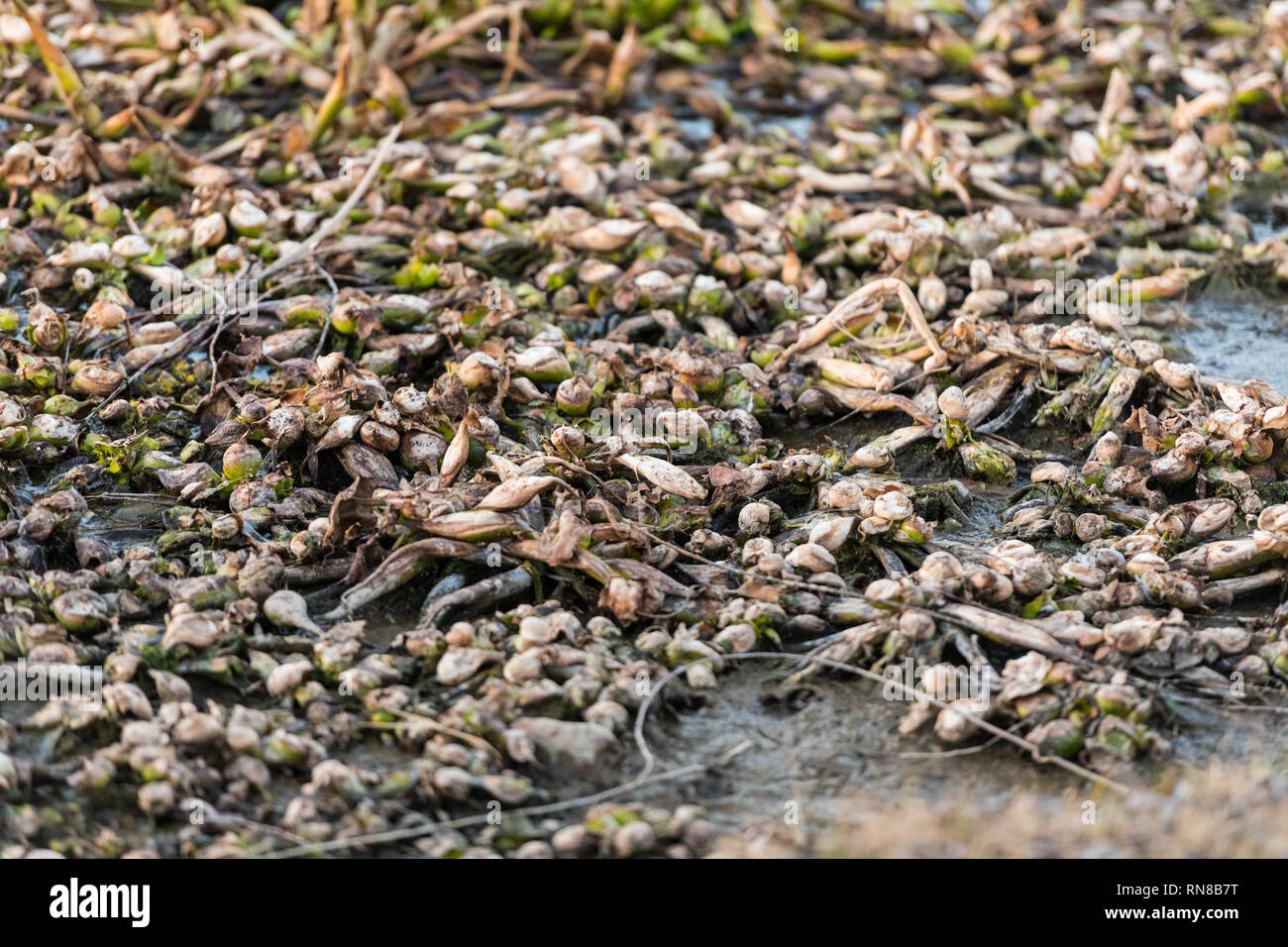 Rimane morto di comune giacinto di acqua, camalote, nel fiume Guadiana sulla sua strada attraverso Medellin Foto Stock