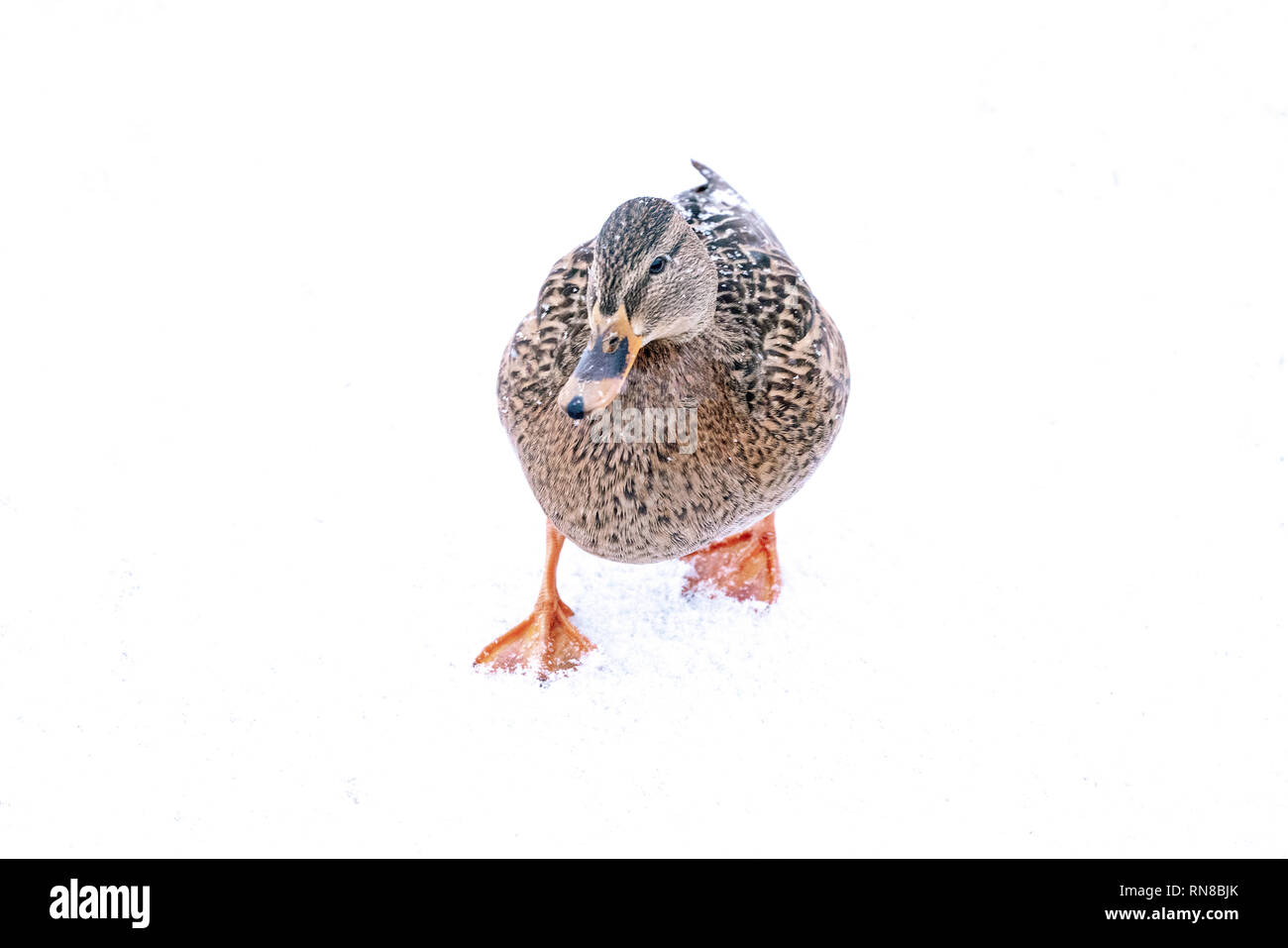 Mallard hen scodinzolante mentre passeggiate nella neve Foto Stock