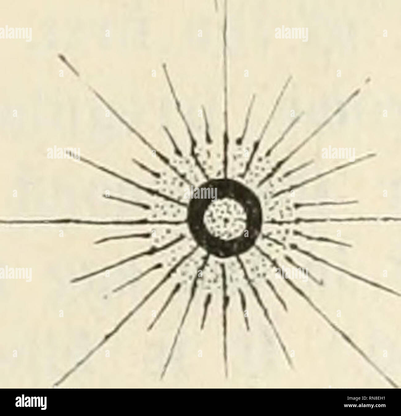 . Anatomischer Anzeiger. Anatomia, comparativo, Anatomia, comparativo. Mm I;;;-- ^ mU. Un diagramma B A. Centrosome e sfera in 1a maturazione di Crepidula: 1 e 2 prophase; 3 e 4 in metafase; 5-anaphase 8. Schema B. Centrosome e sfera nella scissione di Crepidula: 1 prophase; 2 e 3 in metafase; 4 anaphase; 5 telophase; 6 "resto"; 7 prophase.. Si prega di notare che queste immagini vengono estratte dalla pagina sottoposta a scansione di immagini che possono essere state migliorate digitalmente per la leggibilità - Colorazione e aspetto di queste illustrazioni potrebbero non perfettamente assomigliano al lavoro originale. Anatomische Gesell Foto Stock