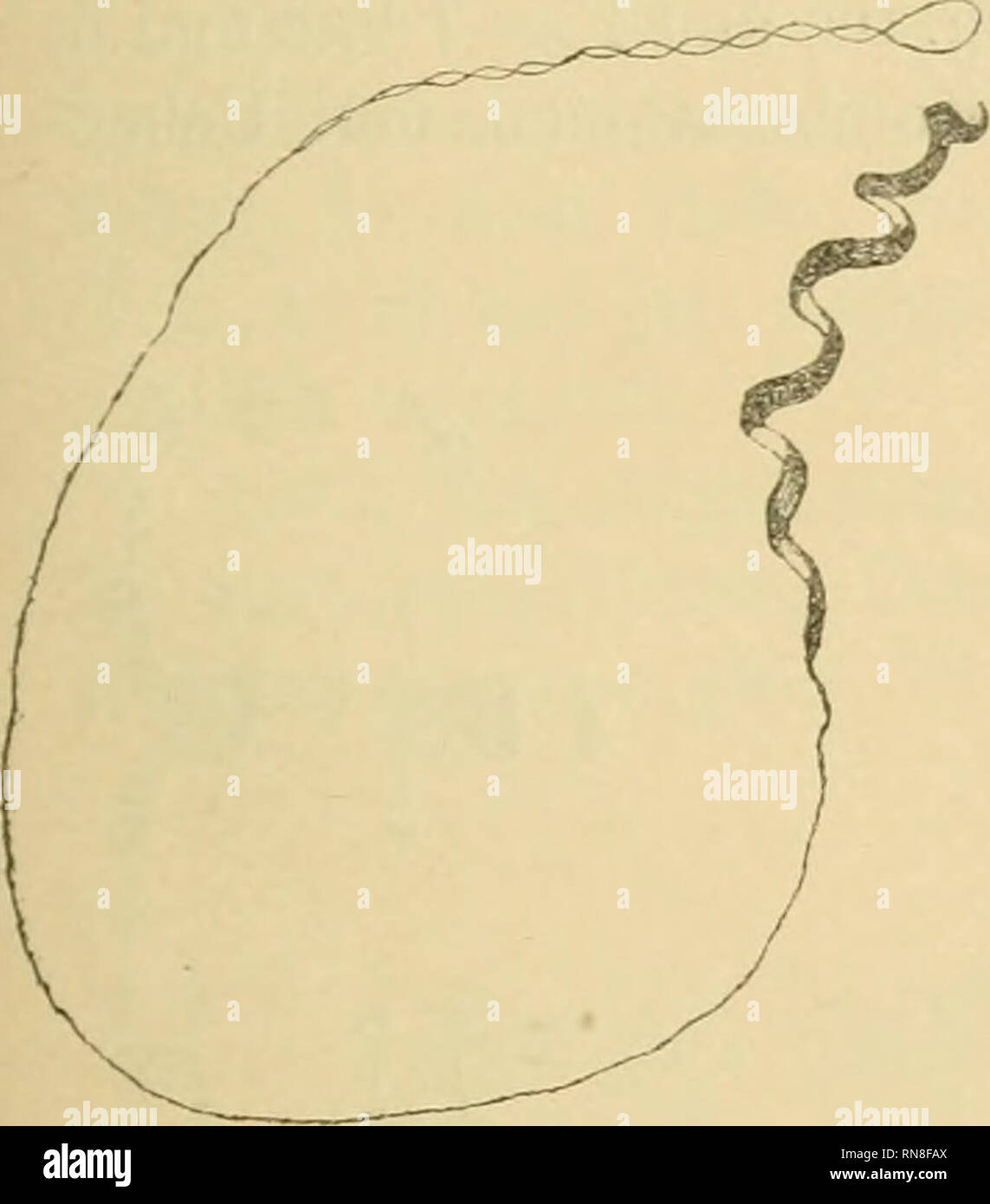 . Anatomischer Anzeiger. Anatomia, comparativo, Anatomia, comparativo. ^X^Seir* Fig. Fig. 2. Figura 4. Fig. 5. • Hi&LT;""^ abed efg li ho Fig. 1. Prophase dei- ersten Reifimgsteilung (ein Ei aus dem Ovidukt). Die Chromosomen kürzeren gruijpieren sich um die Strahlung, während die längeren längs der Längsachse der Spindel gelegen sind ^). 3 Aus aufeinander folgenden Schnitten kom- biniert. Zeiß Apochr. hom. Imm. 2,0 mm, Komp.-Ok. 12. Cam. Fig. 2. Ein Spermatosom im Innern des Eies. Stadium und Vei'gr. wie in Fig. 1. Fig. 3. Pro^ihase der Ersten Reifungsteilung. Eben abgelegtes Ei. Un Kopf des sperma Foto Stock