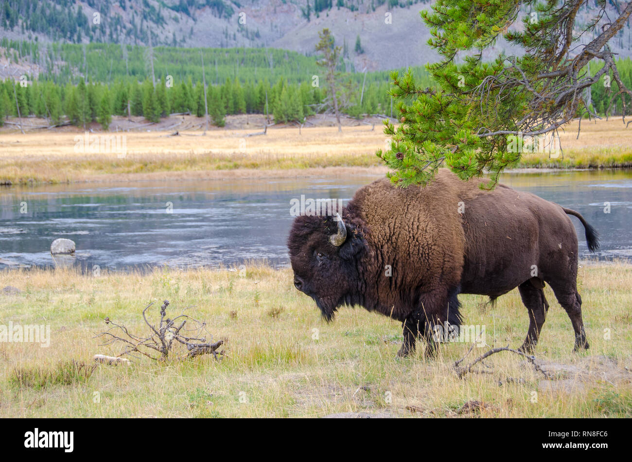 Bisonti americani nel Parco Nazionale di Yellowstone accanto al fiume Madison Foto Stock