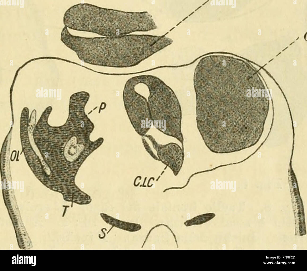 . Anatomischer Anzeiger. Anatomia, comparativo, Anatomia, comparativo. 331 MD organo sono in ragione inversa del suo gra^o di sviluppo e di per- fezione. I primi accenni ossei constano di un osso rotondeggiante attraversato da fori rivestiti aH'interno da membranella tapezzate da epitelio ciliudrico, e da strisce poste ai lati di esso verso l'esterno, e man mano sempre piü con quello connesse. Nella fig. 7 questi elementi sono abbastanza accentuati. L'osso rotondeggiante si delinea con contorni sinuosi e delle tre striscie late- ral! Prima ben distinte e lontane a causa sono con esso congiunte. E ch Foto Stock