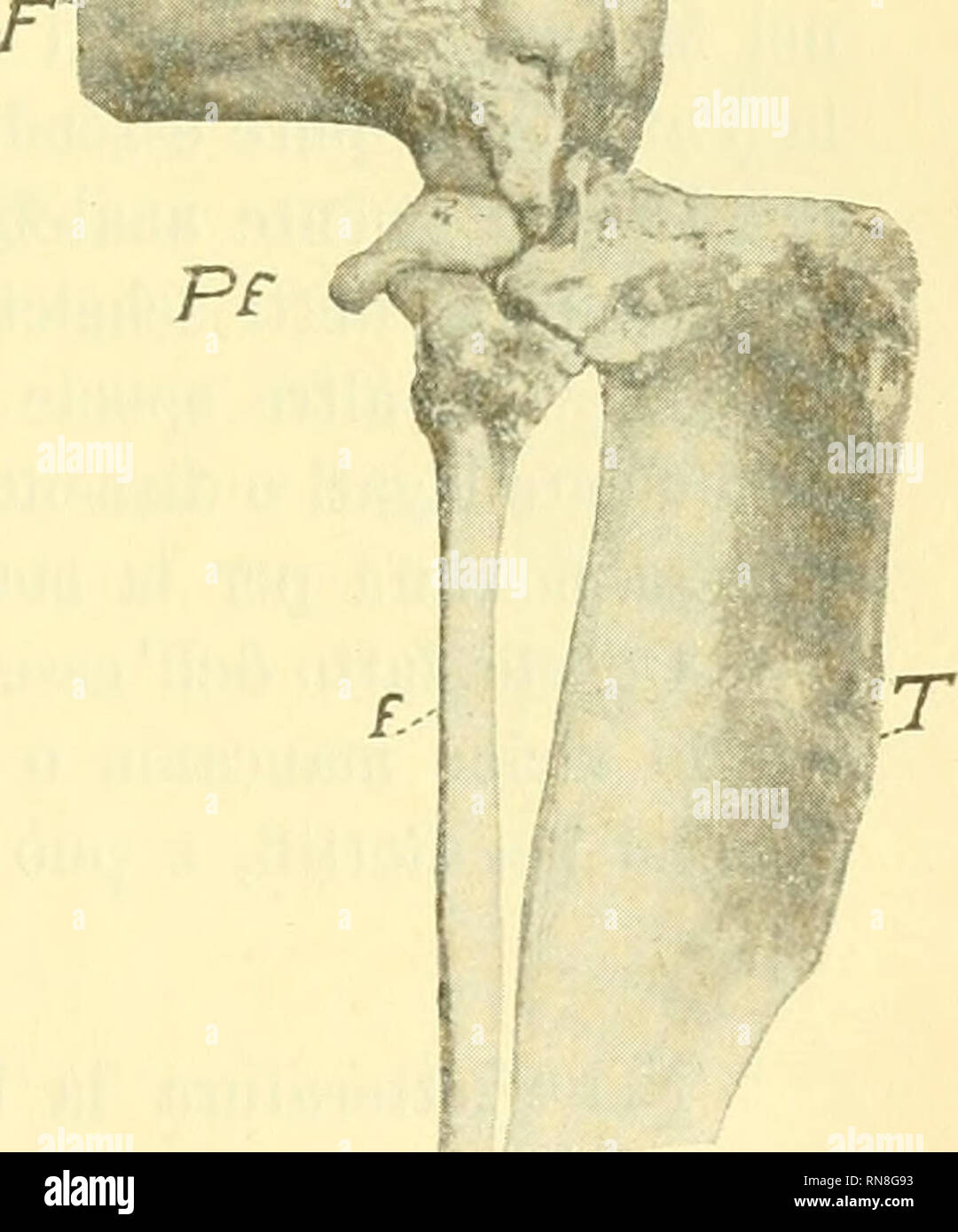 . Anatomischer Anzeiger. Anatomia, comparativo, Anatomia, comparativo. Fig. Archeri Fig. Fig. Thetidis Fig. T. Fig. 7. Fig. 9. Scheletro della regione del ginocchio (lato destro) di Pseudechinus embrione di 20 mm circa. Ricostrazioue plastica veduta dall'innanzi. La stessa ricostruzione veduta dal lato esterno. Scheletro della regione del ginocchio (lato sinistro) di Halmaturus embrione di 30 mm circa. Eicostruzione plastica veduta dal lato esterno. Scheletro dell'arto posteriore destro, regione del ginocchio, di Macropus antilopinus adulto (Museo di Firenze) renze e del Museo Civico di Genova, Foto Stock