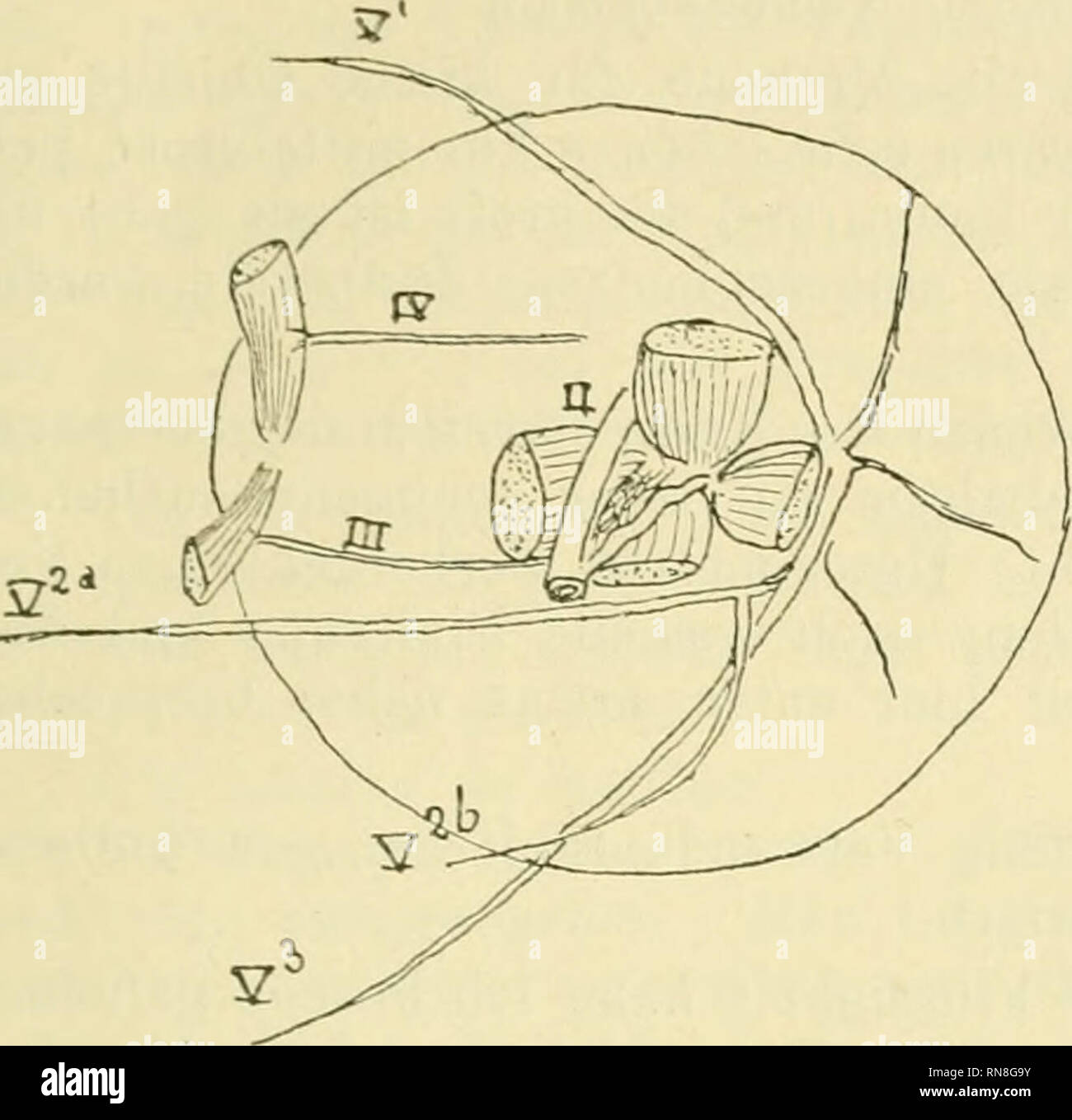 . Anatomischer Anzeiger. Anatomia, comparativo, Anatomia, comparativo. 219 descritta come si verifica sul lato interno dell'occhio in questa specie. Certamente era presente, ma nel mio esempio almeno nella forma di una sporgenza gonfi dal lato esterno dell'occhio. Hartinci ha sottolineato che il Sun-pesce era leggermente asimmetriche. Ciò è confermato da un confronto tra i percorsi intrapresi sulla destra. Si prega di notare che queste immagini vengono estratte dalla pagina sottoposta a scansione di immagini che possono essere state migliorate digitalmente per la leggibilità - Colorazione e aspetto di queste illustrazioni possono non assomigliare perfettamente l'o Foto Stock