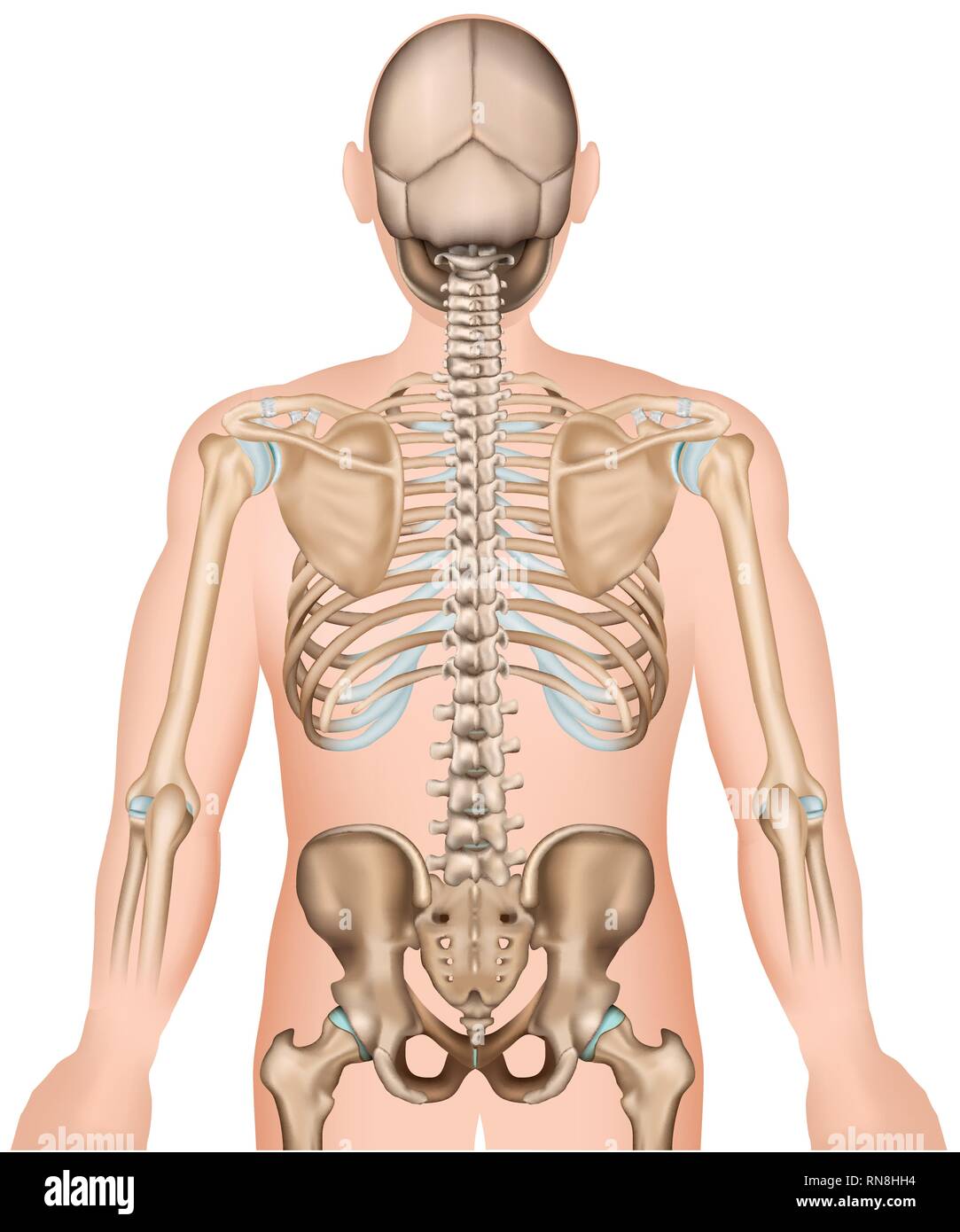 Torna ossa nervature e hip 3d medical illustrazione vettoriale Illustrazione Vettoriale