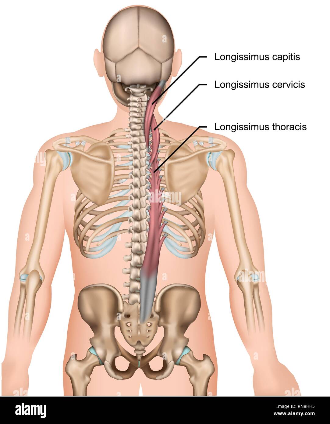 Muscolo Longissimus 3d medical illustrazione vettoriale su sfondo bianco Illustrazione Vettoriale