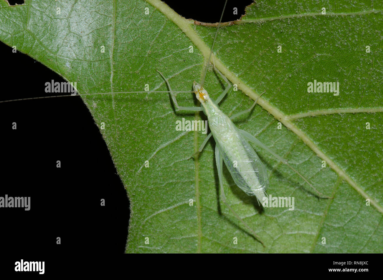 A stretta albero alato di Cricket, Oecanthus niveus, maschio Foto Stock