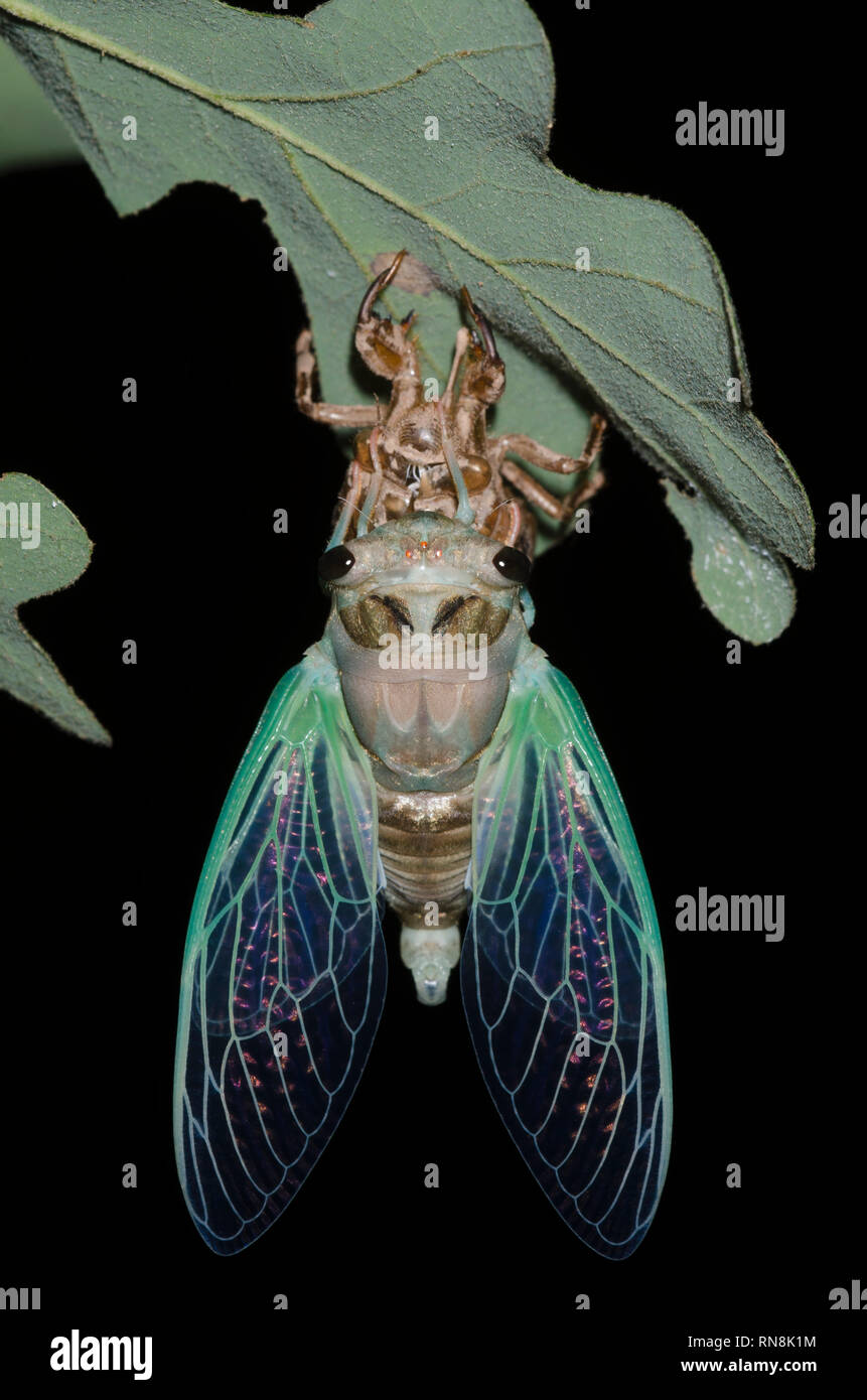 Cicala, Famiglia Cicadidae, muta Foto Stock