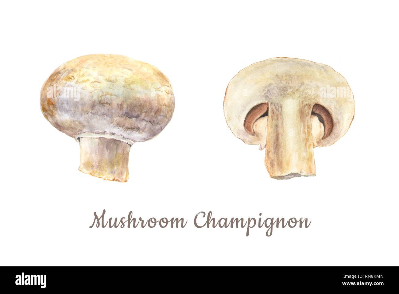 Acquerello botanico illustrazione dell intera e tagliata Fungo Champignon su sfondo bianco. Potrebbero essere utilizzati come decorazione per il web design, polygraphy o Foto Stock