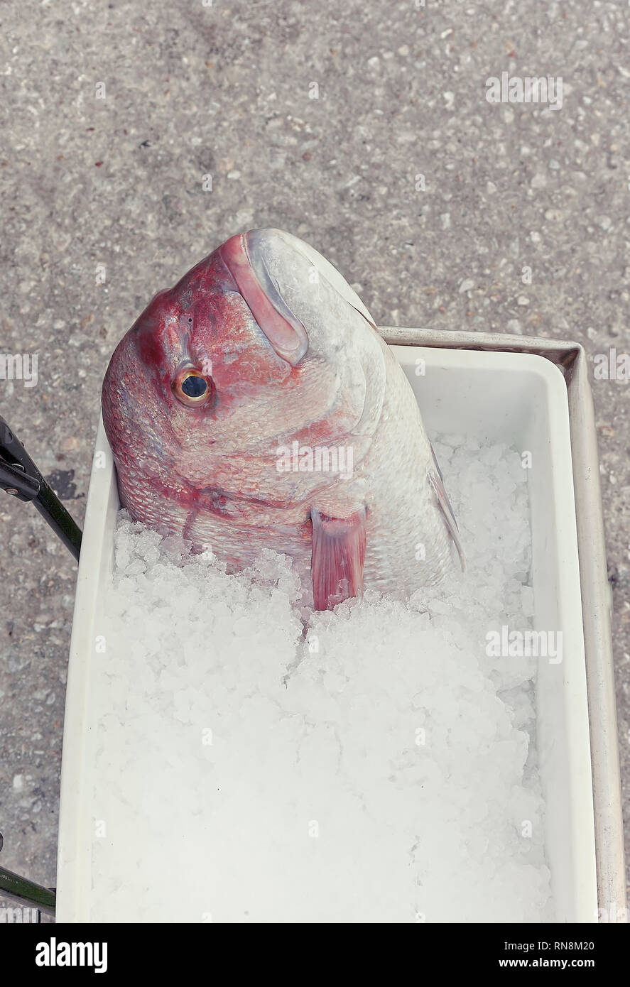 Lutiano rosso testa di pesce guardando in alto sulla benna con ghiaccio tritato. Isolato. Foto Stock