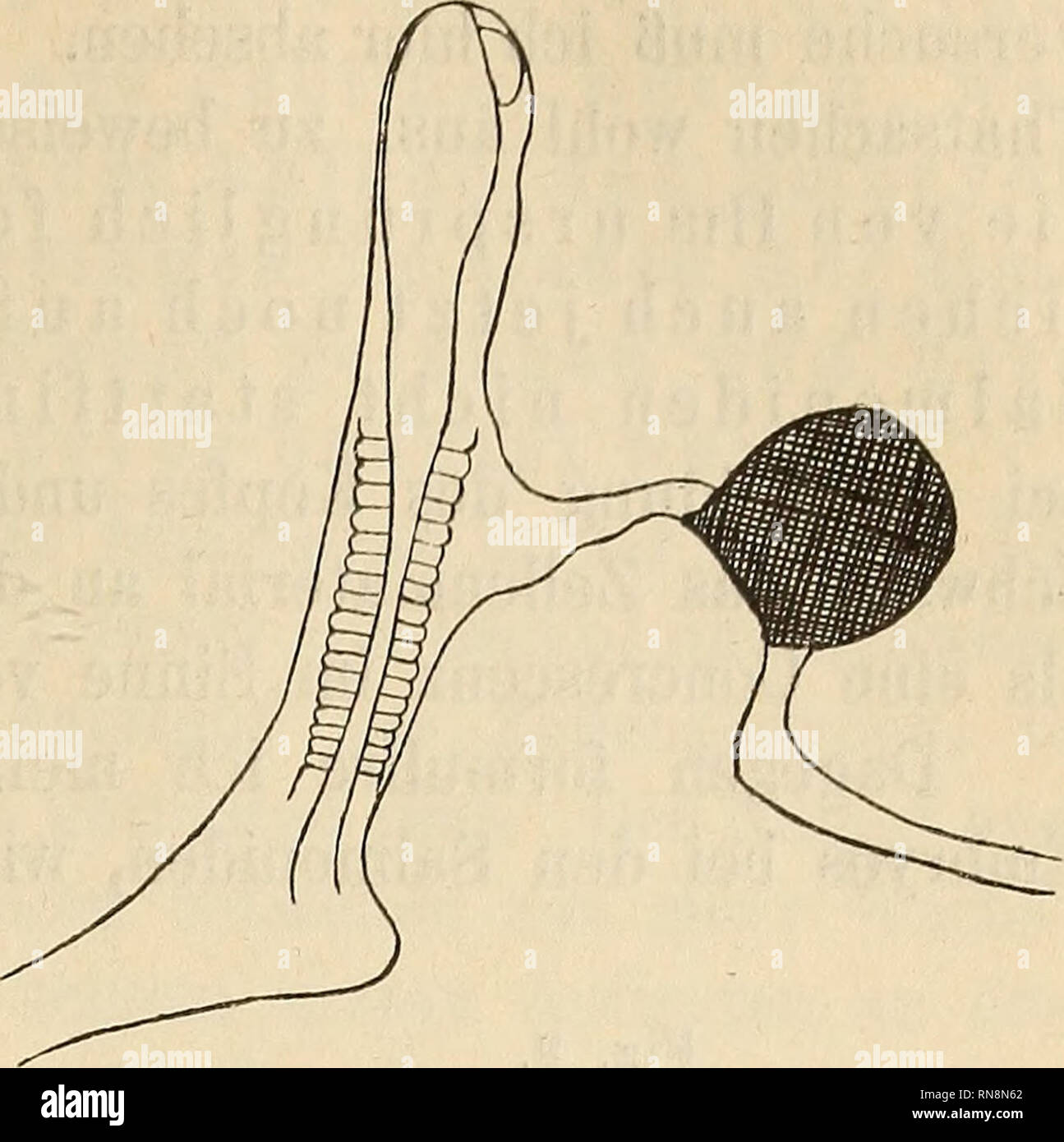 . Anatomischer Anzeiger. Anatomia di confronto. Bei der Erklärung für diese verschiedenen Ergebnisse der Ver- suche werden wir in erster Linie zu berücksichtigen haben, dass die funzionamento un verschiedenen Stellen des Keimscheibenrandes stattfand und daß bei gleicher Operationsstelle auch Embryonen von gleichem Aussehen gebildet werden. Betrachten wir zuerst unter den 1 beschriebenen Versuch, bei welchem kein embryonales Organ gebildet wird und der unverletzte Teil des Kandringes lediglich die Umwachsung des Dotters ausführt. Als Operationsstelle wurde hier die Gegend der Ersten Einstülpung gewä Foto Stock