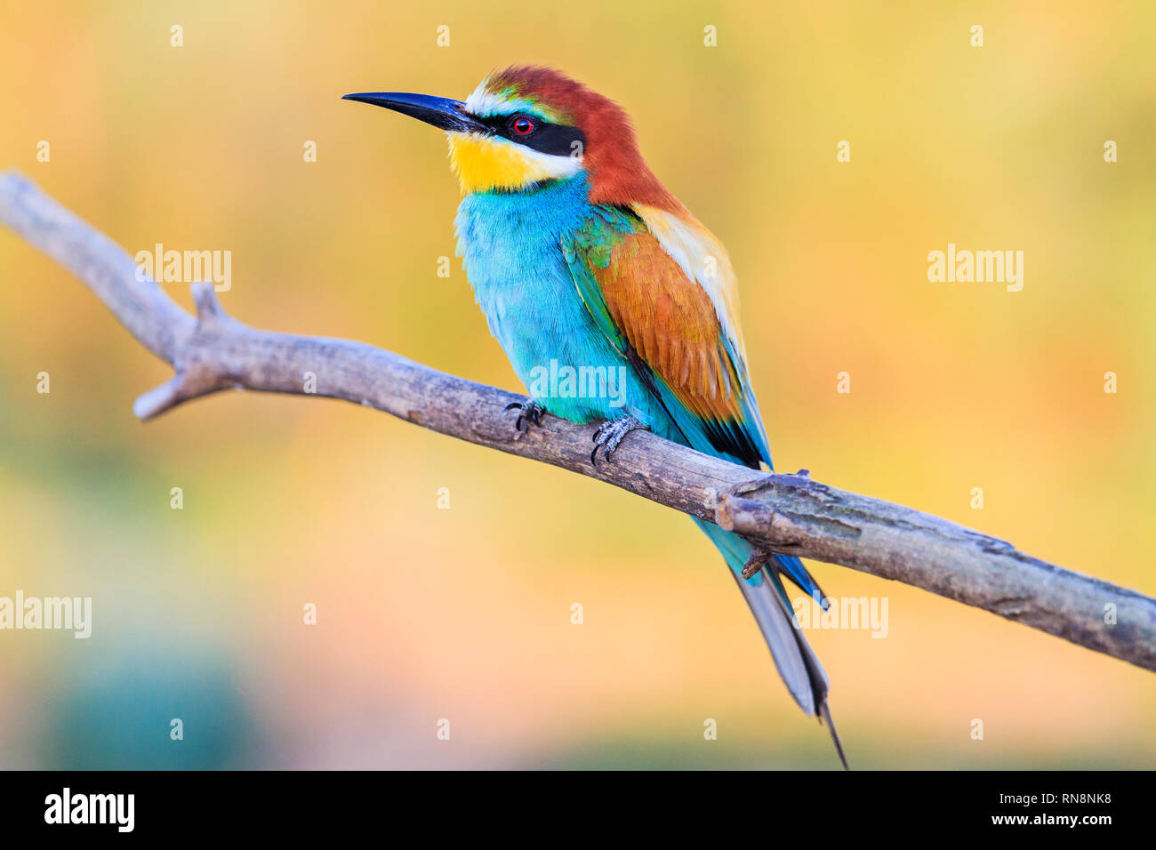 Uccello con piumaggio di colore su di una giornata di primavera Foto Stock