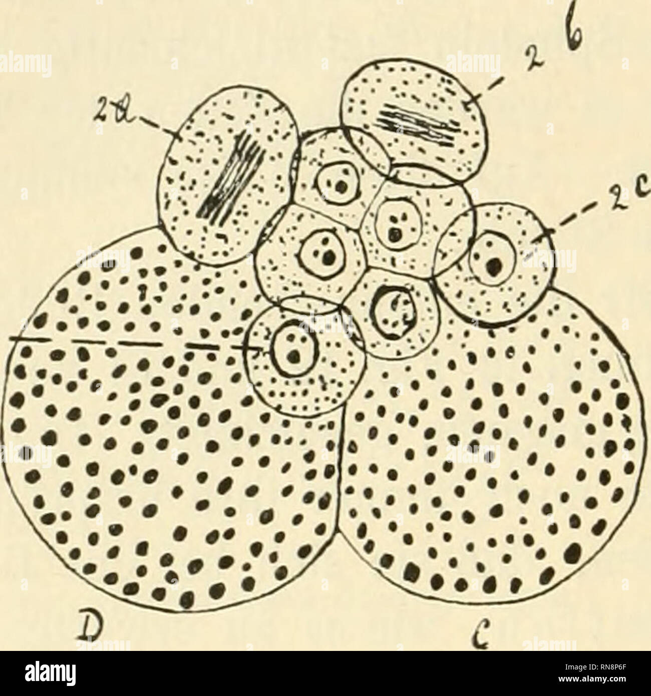 . Anatomischer Anzeiger. Anatomia, comparativo, Anatomia, comparativo. 156 Die Zusammengehörigkeit der Zellen M und M' zu den Makro- meren ist auch auf diesem Totalpräparate deutlich aus der Lage der Kerne zu erkennen. Die Kerne der 2 Mesodermzellen sind etwas größer als diejenigen der Ektoderrazellen, und liegen dicht an den Makromerenkernen. Ich habe mich immer bemüht, neben den Totalpräparaten, die von così großer Bedeutung für die Gesamtorientirung waren, noch Schnitte zi^^ M. Si prega di notare che queste immagini vengono estratte dalla pagina sottoposta a scansione di immagini che possono essere state migliorate digitalmente per readabi Foto Stock