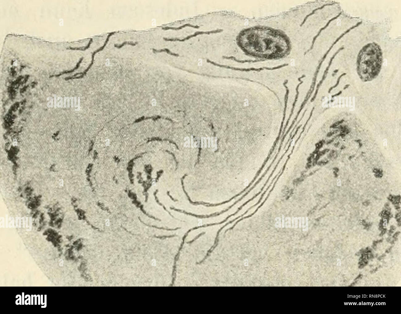 . Anatomischer Anzeiger. Anatomia, comparativo, Anatomia, comparativo. 168 binirt mit Säurefuchsin-Orange oder Rubin), So kann man sich davon überzeugen, dass die fragliche Spiralfigur bei Rana, ganz wie ich es un einigen Spinalganglienzellen von Lophius beobachtet und beschrieben habe (s. o.), in die Ganglienzellen hineindringende und Nervenfäser- chen führende Kapselprocesse in ihrer Mitte einschließen kann. Mit hin- reichender Deutlichkeit kann man mit den genannten Methoden essere- obachten , teils die peri- cellulären Nervenkörbchen, teils auch die von Ramon y Cajal u. A. beschrie- benen, um den Foto Stock