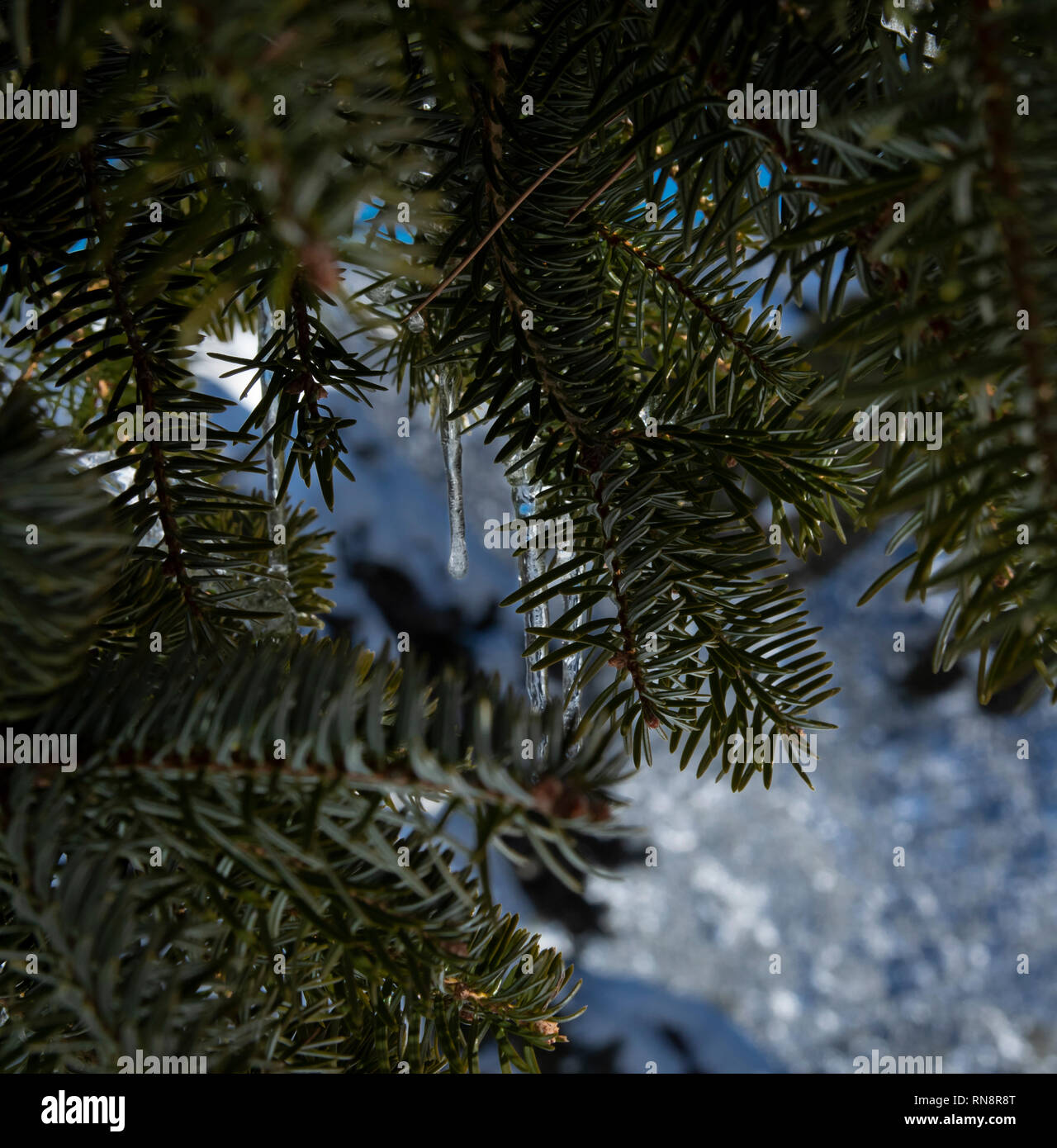 Congelati caduta di pioggia close-up appeso a un ramo di abete. Neve in background al di fuori della messa a fuoco Foto Stock