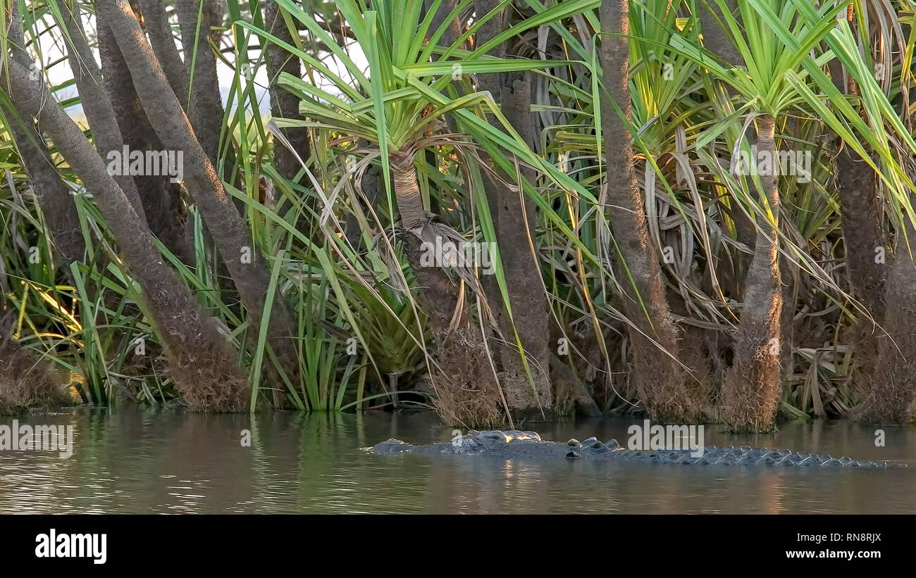 Nuoto coccodrillo di acqua salata a corroboree billabong nei pressi di Kakadu Foto Stock