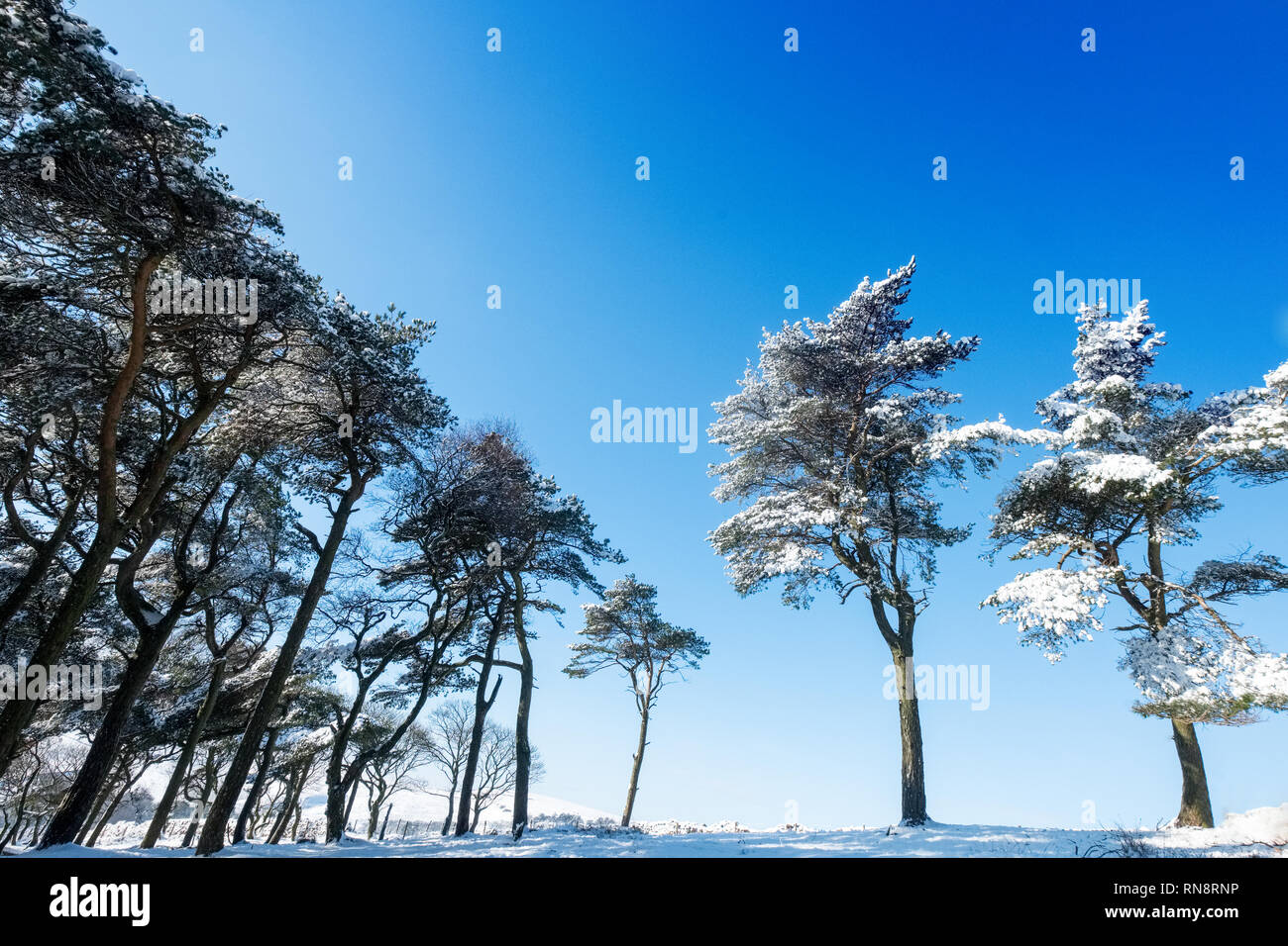 Cielo blu e cime degli alberi in un bosco invernale scena, Parco Nazionale di Peak District, Derbyshire, Regno Unito Foto Stock