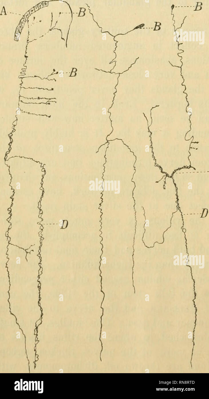 . Anatomischer Anzeiger. Anatomia, comparativo, Anatomia, comparativo. 18 aspetto curioso, ma in un numero molto grande di sectioDS non ho mai trovato il ispessimenti gangliare descril)ed di S. Ramon y Cajal nella rete dei villi della cavia, Ray i risultati essendo in stretta conformità con quelli ottenuti da Dkasch. Le ramificazioni divisionale passare verso l'alto e verso l'esterno in ogni direzione, twist attorno a ciascun altro, suddividere in filamenti di grande tenuity, avvolgere i vasi sanguigni e lacteals nelle loro maglie, e formare attraverso ogni porzione di un coriali un più complesso e de- licate networ Foto Stock