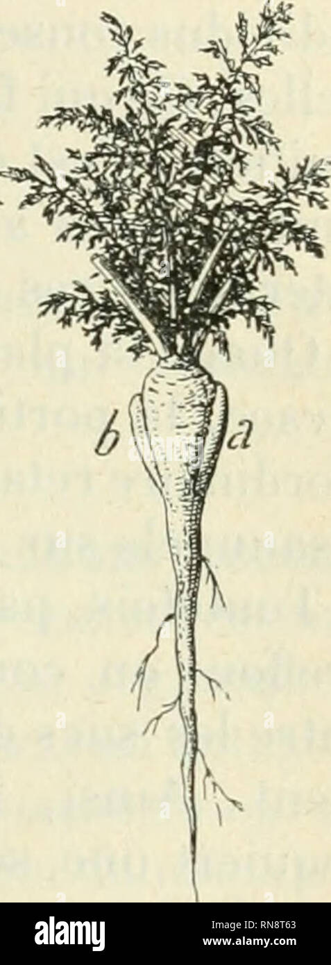 . Anatomie et physiologie végétales à l'usage des étudiants en sciences naturelles des Universités, des élèves à l'Institut agronomique, des écoles d'agricoltura, ecc. Anatomia vegetale; la fisiologia vegetale. l)i:r.RK DK PARKNTK DKS PLANTES GREFFEES 47,1 libéroligiu'ux. dr la j)ortion de niéristème comprendono entre les faisceaux des deux parti ; le reste du méristème subsiste à l'état de parenchyme, qui déborde plus ou moins à la péri- phérie en manière de bourrelet, comme il a déjà été dit pour la cicatrisation des blessures (p. 367). Enfin les cellules les plus extérieures de ce dernier se trasformare Foto Stock