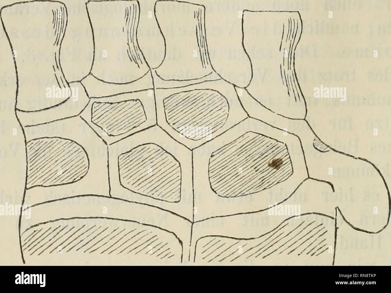 . Anatomischer Anzeiger. Anatomia, comparativo, Anatomia, comparativo. 48 Auch an der Flosse eines jüngeren Exemplares, bei dem die Ver- knöcherung der Carpalien erst begann, ergab sich nichts, ebenso wenig wie an den Flossen Fötus eines von 58 cm Länge, sowie eines von Fötus 49 cm Länge. Fig. 5.. Fig. 5. Balaenoptera musculus. Erwachsenes Tier, 62^/2 Fuß. Erst zwei Flossen embrioni eines von 38 cm Länge zeigten mir, dass in der che der erste dito oder wenigstens das Carpale distale 1, in diesen frühen Stadien sich anlegt (vedi Fig. 6 und 7). In der einen mano es ist von ganz bedeutender Größe Foto Stock