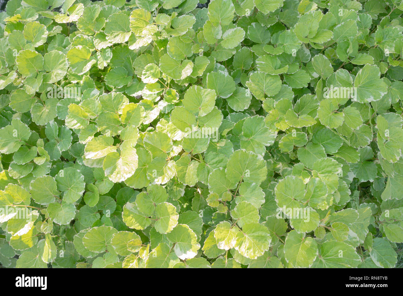 Polyscia guilfoylei Baill var. victoriaeBaill è piccolo arbusto, tronco vecchio marrone chiaro, con steli verdi, macchiato di marrone chiaro. Le caratteristiche del Foto Stock