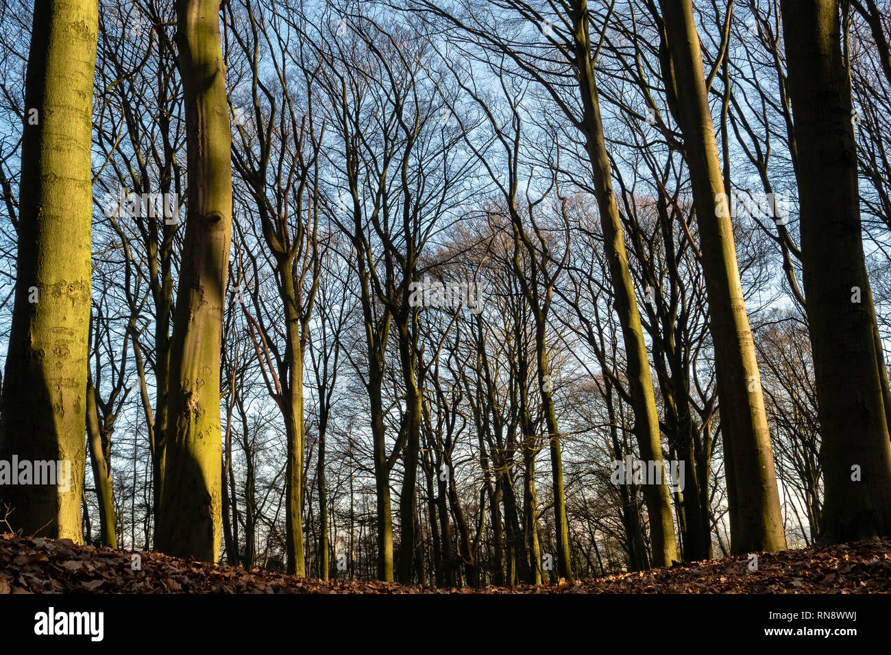 Una vista di alberi durante una giornata di sole. Durante questo weekend le temperature nei Paesi Bassi erano di circa 15°C. Le persone sono state viste godendo il meteo, mountain bike, percorsi per passeggiate o trascorrere del tempo di qualità con le loro famiglie. Foto Stock