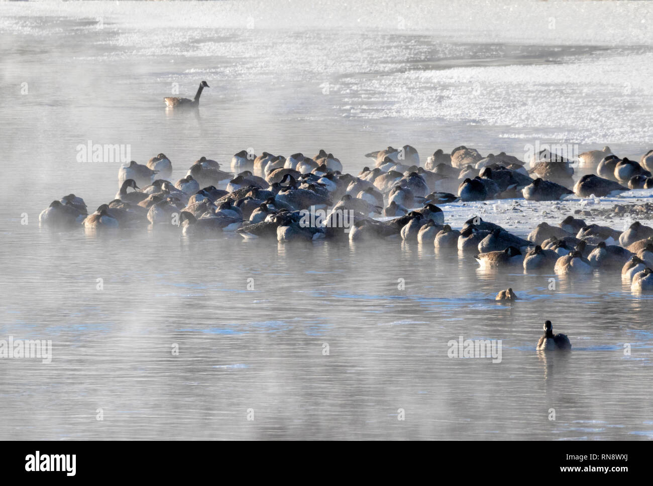 Oche del Canada (Branta canadensis) che dormono sul bordo del lago di congelamento al freddo inverno mattina, Iowa, USA Foto Stock