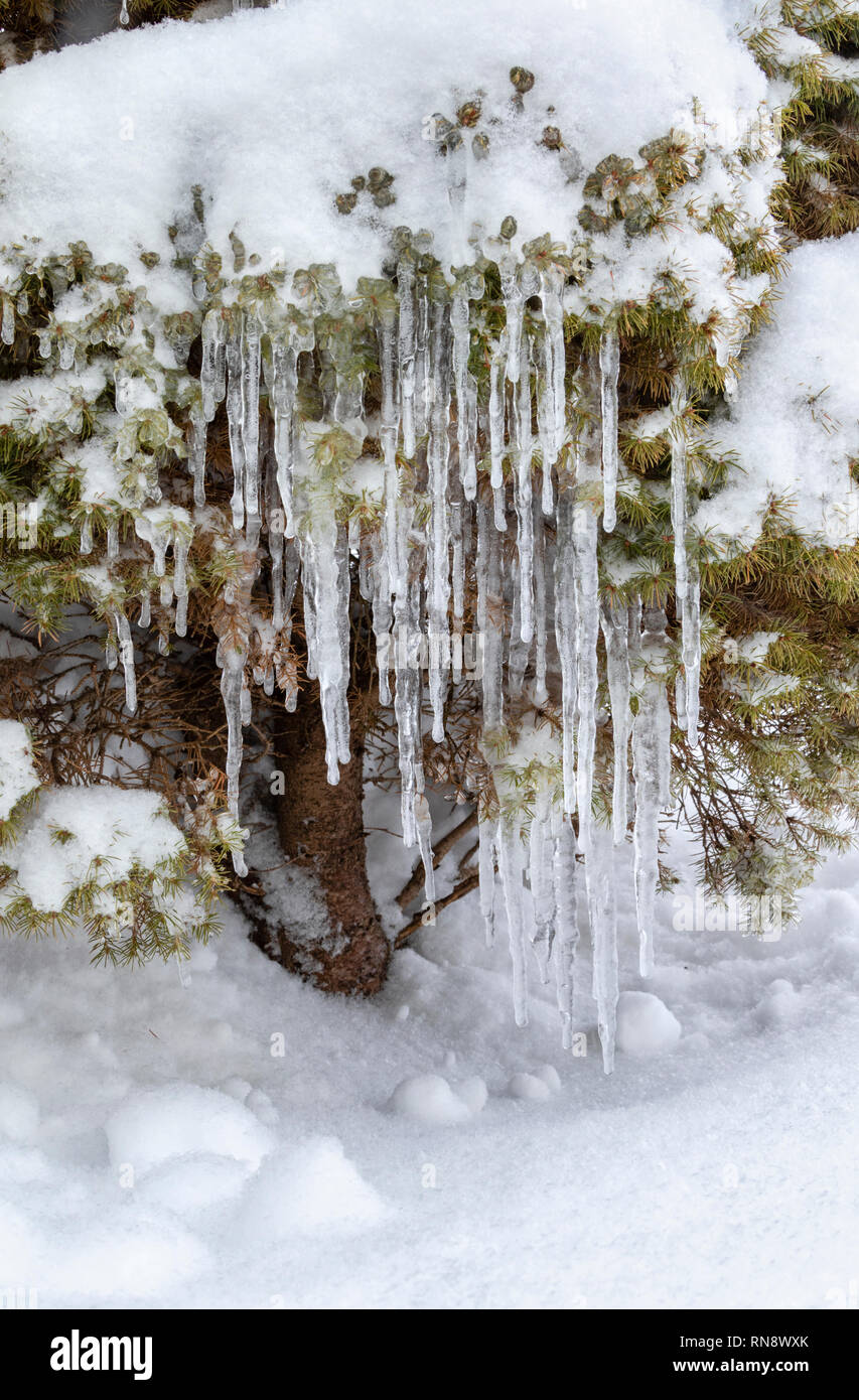 Inverno abete con ghiaccioli e neve, Iowa, USA Foto Stock