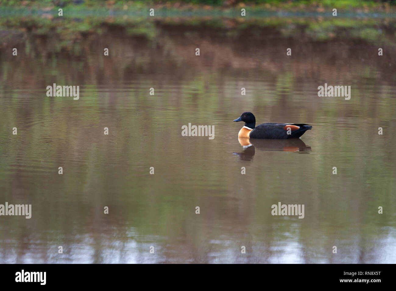 Australian maschio shelduck tadorna tadornoides su flottante con la riflessione Valle di Avon western australia australia Foto Stock