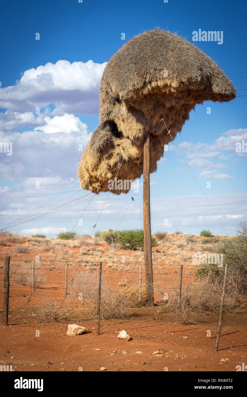 Grande tessitore sociale bird nido di colonia Foto Stock