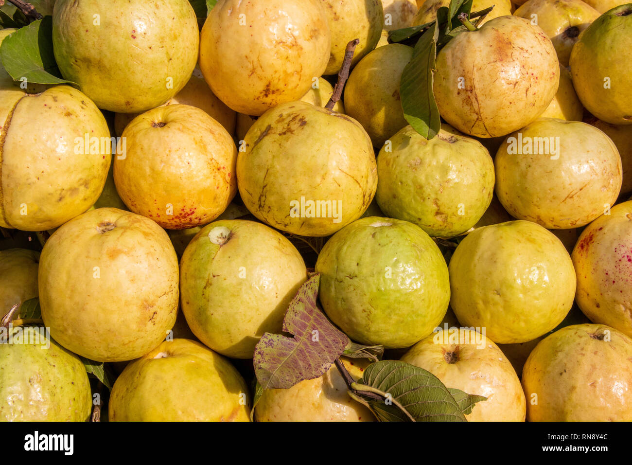 Pila di frutto guava vista ravvicinata, fresche ripped guaiave in gioco per la vendita nel mercato Foto Stock