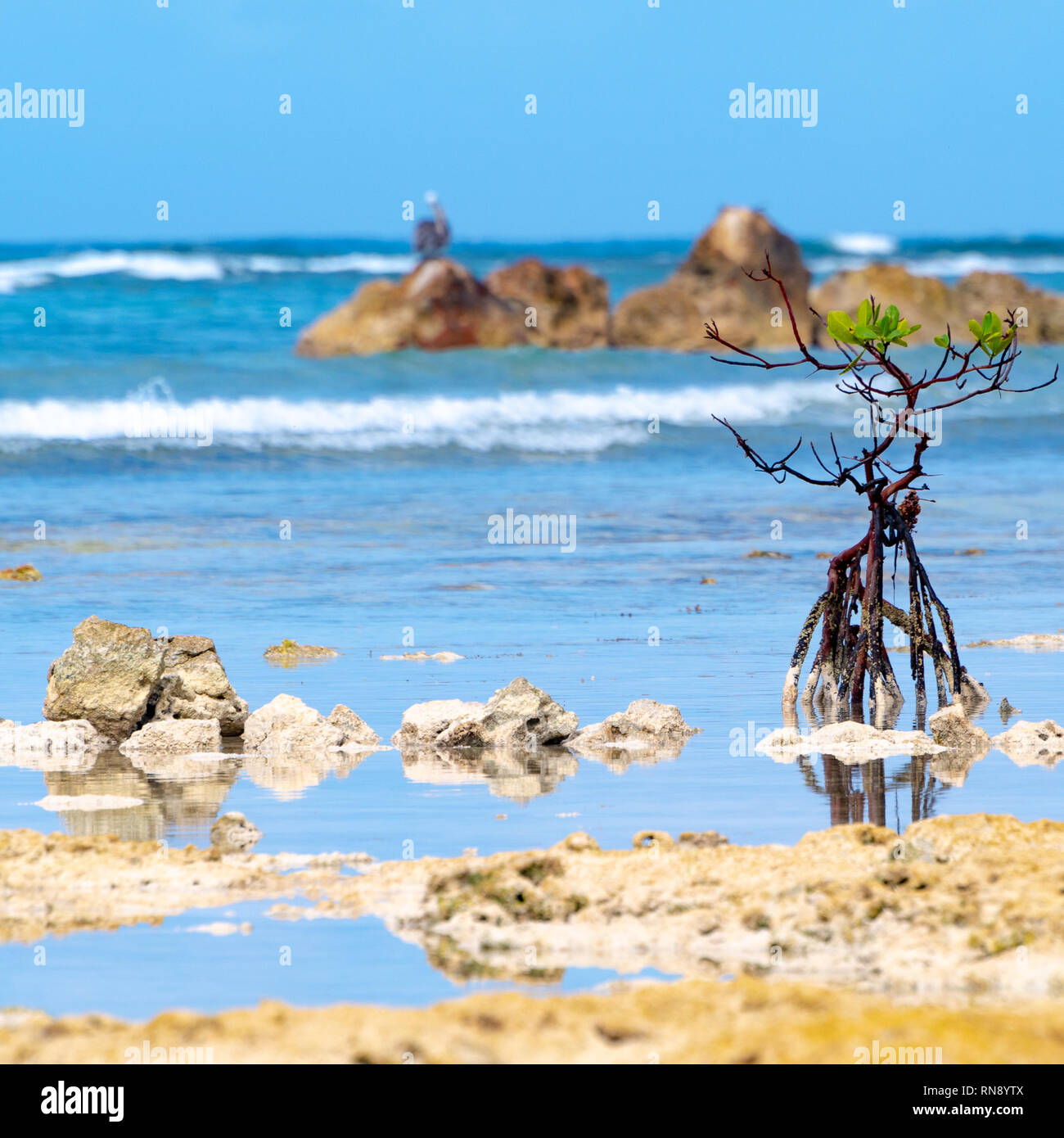 Mangrovie (Rhizophora mangle) albero che cresce al di sopra della superficie dell'acqua vicino al litorale, con radici esposte, sulla costa di isola tropicale. Foto Stock