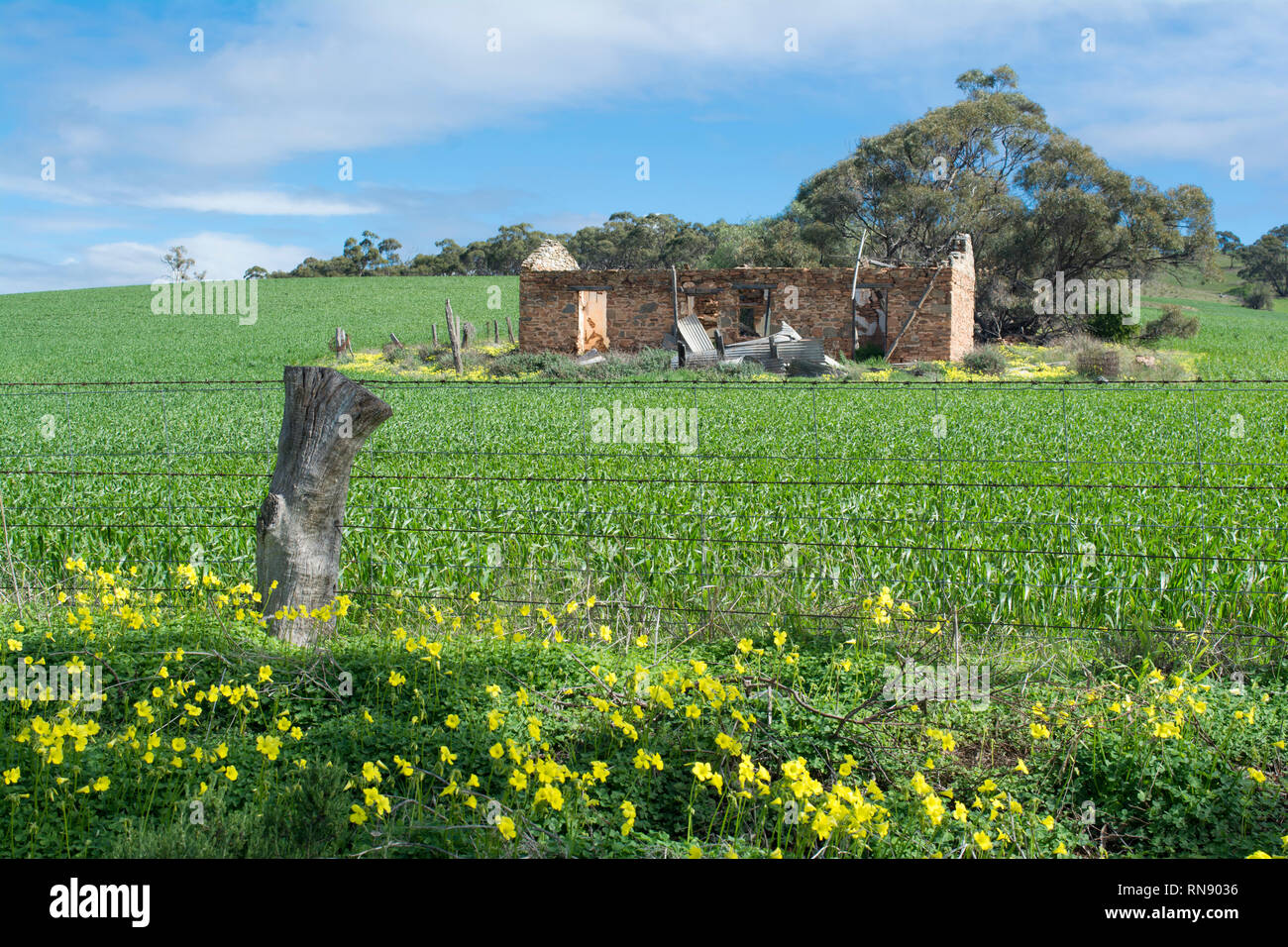 Mannum, South Australia, Australia - 19 agosto 2017: piccoli cottage homestead in rovine dietro un tipico legno rurale e filo spinato entro il MU Foto Stock