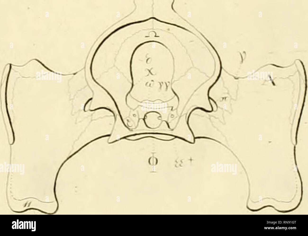 . Anatome testudinis Europaeae. Le Tartarughe Marine -- anatomia. ^. Si prega di notare che queste immagini vengono estratte dalla pagina sottoposta a scansione di immagini che possono essere state migliorate digitalmente per la leggibilità - Colorazione e aspetto di queste illustrazioni potrebbero non perfettamente assomigliano al lavoro originale. Bojanus, Ludwig Heinrich, 1776-1827. Vilnae : Impensis auctoris, typis Josephi Zawadzki Foto Stock