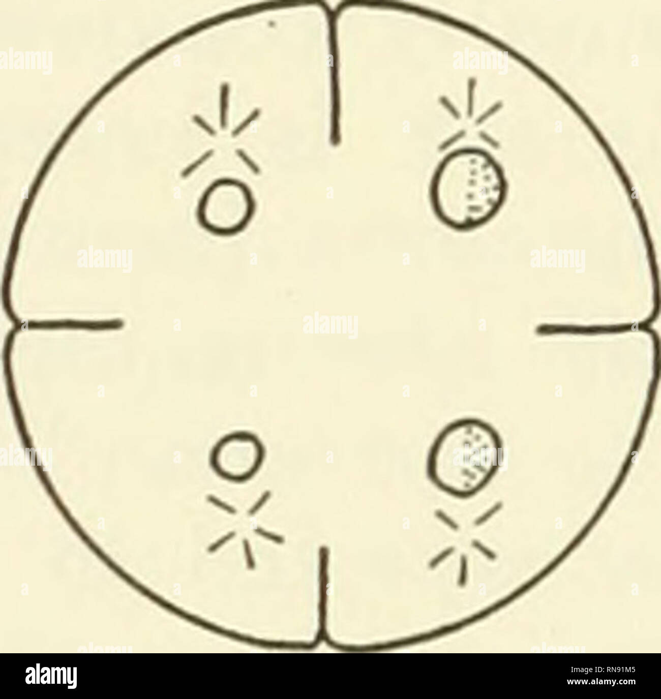 . Analisi di sviluppo. Embriologia; embriologia. / O o / o O J 0 v ^ Q J - la Fig. 33. a, una aploide diploide/bianco/scuro axolotl mosaico a partire da un incrocio tra un bianco (recessiva) femmina e un eterozigote maschio scuro, all'età di sei mesi. Occhio, le branchie e gli arti sono più piccoli sul lato aploide (dopo Humphrey e Fankhauser, '43). b e c. Due possibili spiegazioni di origine di questo mosaico, b, "parziale fecondazione"; uovo nucleo fattore portante per il bianco prima divisa da soli; sinistro prodotte cellule aploidi, lato bianco del corpo; a destra cella, l'altro discendente del nucleo di uovo fuse Foto Stock