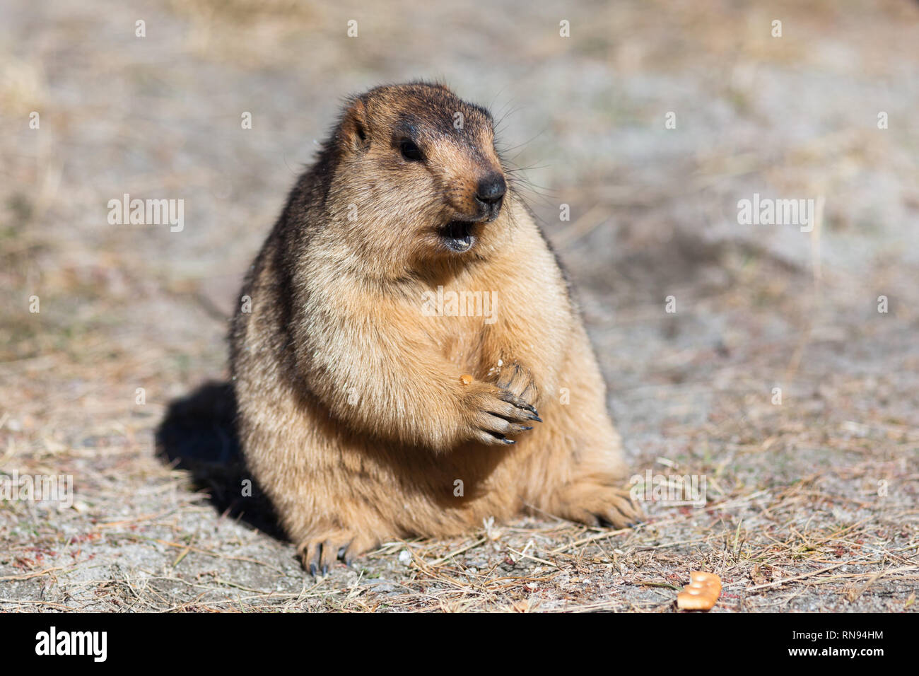 Turismo irresponsabile: marmotta mangiare i biscotti portati dai turisti nonostante la scheda nelle vicinanze per chiedere di non nutrire gli animali selvatici, Ladakh, India Foto Stock