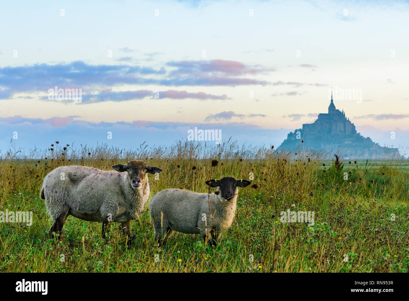 Bellissima vista di Mont Saint Michel abbey sull'isola con le pecore sul campo, Normandia, Francia del nord Europa Foto Stock