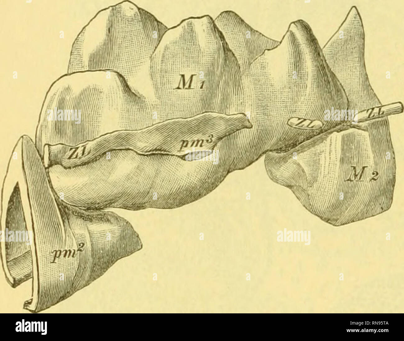. Anatomischer Anzeiger. Anatomia, comparativo, Anatomia, comparativo