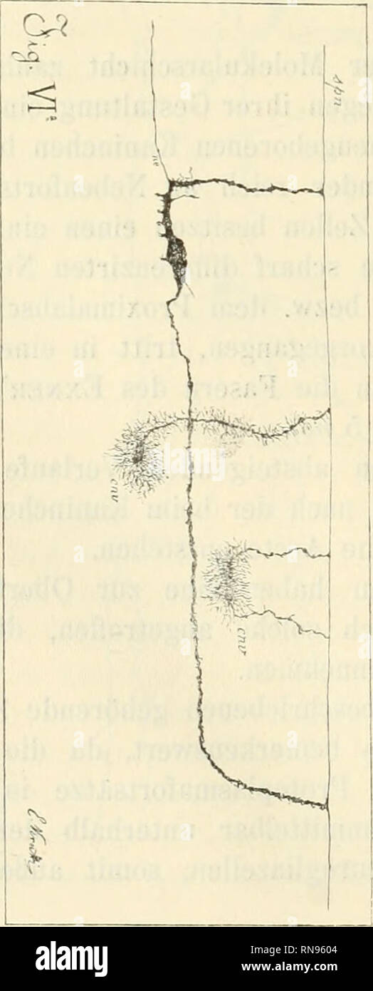 . Anatomischer Anzeiger. Anatomia, comparativo, Anatomia, comparativo. 386 des Tangentialbündels endigen. Die zwischen der Endigungsweise dieser Protoplasmafortsätze und jener der bestehende Neurogliazellen Analogie ist wohl kaum zu ver- kennen. Während nun eine solche Anordnung anatomische leicht zu erklären ist, wenn man die Auflassung del Golgi über die Functionalität der Protoplasma- fortsätze gelten läßt, dürfte dieselbe meiner Meinung nach wohl schwer zu deuten sein, sobald man mit Ramön y Cajal, Lenhossek u. s. f. annimmt, dass die Protoplasmafortsätze cellipitale als Leiter des Ner- venstro Foto Stock