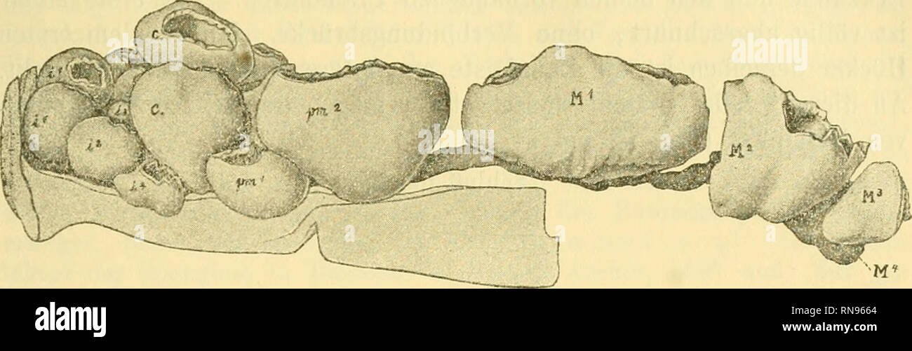 Metaconid . Anatomischer Anzeiger. Anatomia, comparativo, Anatomia, comparativo ...