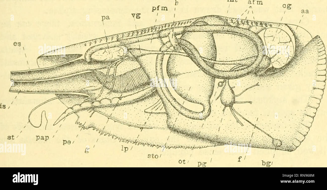 . Anatomischer Anzeiger. Anatomia, comparativo, Anatomia, comparativo. 495 lato ventrale del sifone inhalent rimane distinto anche in esemplari adulti. I tentacoli che la frangia postero-margini ventrale del mantello, sono ciascuno forniti con longitudinali e trasversali di trefoli di muscolo-fibre e con più sangue-spazi. La loro alimentazione nervoso è appar- ingresso da rami della sezione posteriore pallial nervi. Essi sono preceduti in fase di sviluppo dal senso delle papille, come è stato descritto da Flemming (1), come "Pinselzellen". La crescita avviene in corrispondenza delle basi di queste papille, e Foto Stock