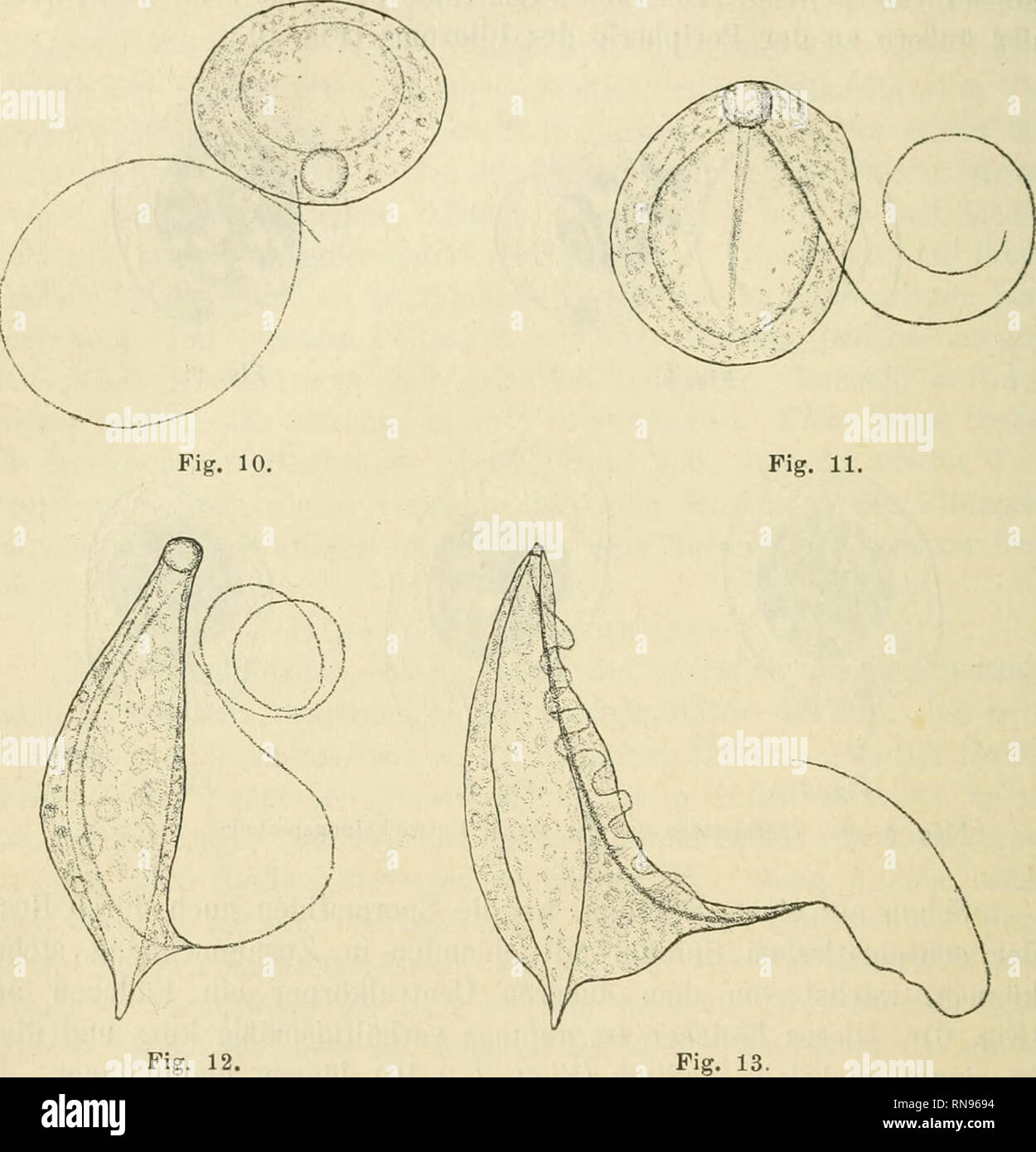 . Anatomischer Anzeiger. Anatomia, comparativo, Anatomia, comparativo