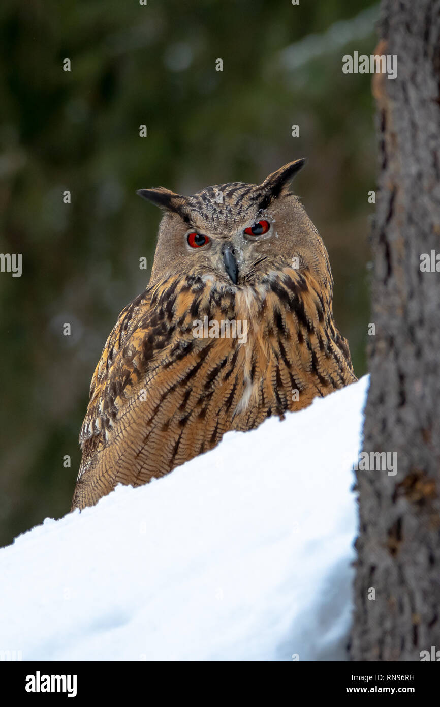 Unione il gufo reale (Bubo bubo) in inverno Foto Stock