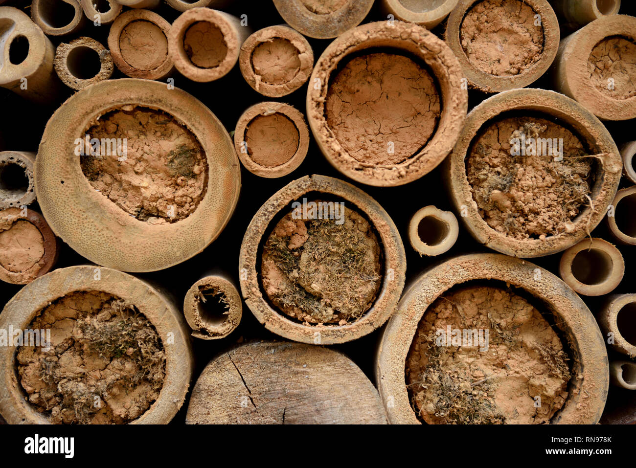 Mason Bee casa o spazio abitativo, fatto di bambù e sporcizia o fango nelle Ande montagne della Colombia, Sud America Foto Stock