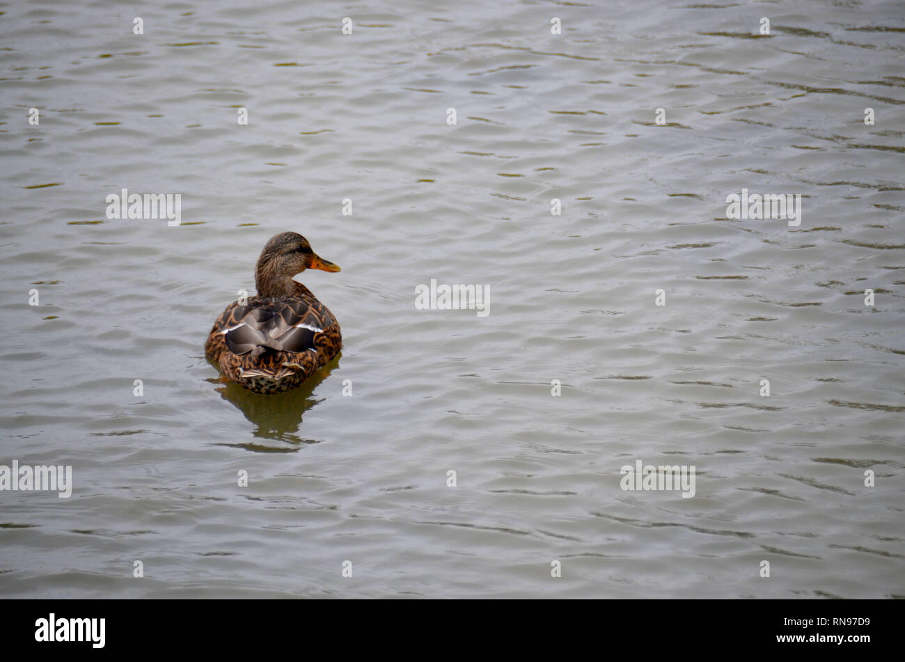 I pesci e gli uccelli in acqua Foto Stock
