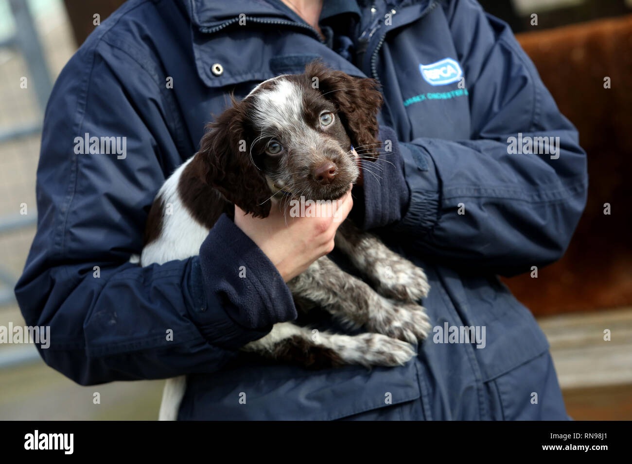 RSPCA il personale che lavora con i cani al Mount Noddy Centro animale nel West Sussex, Regno Unito. Foto Stock